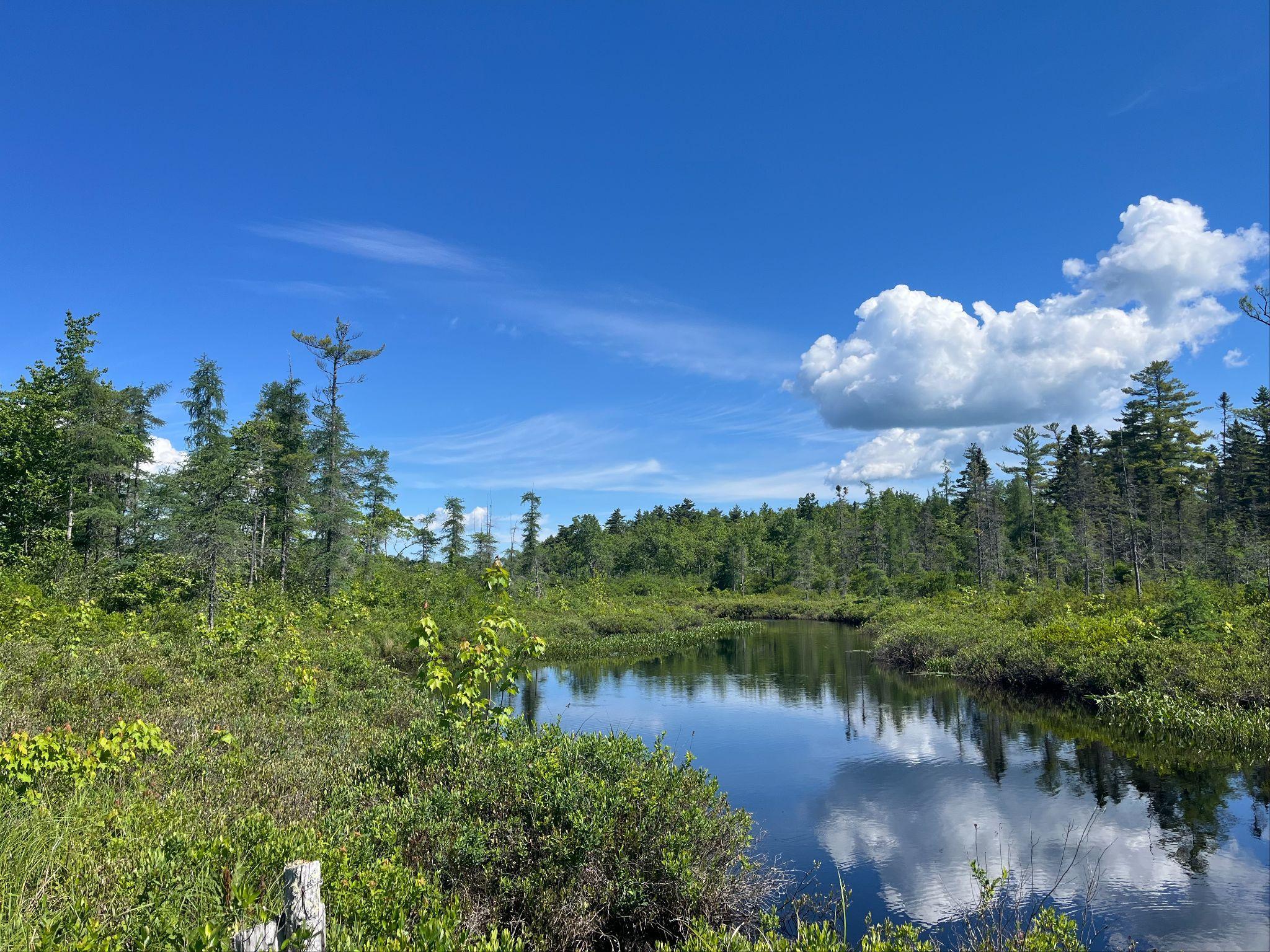 A wetland pool bordered by trees under a vivid blue sky